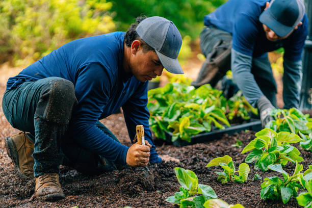 Landscaping crew planting in garden beds