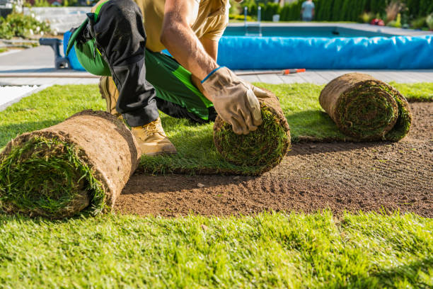 Professional sod installation in progress